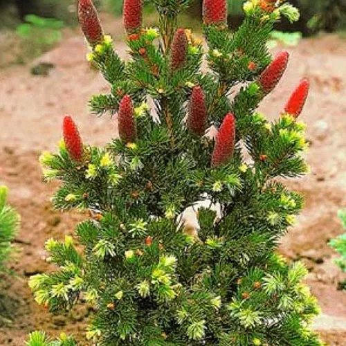 Ель колючая Лаки страйк v11 30/35 