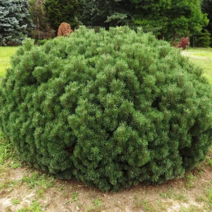 Растение ель колючая Мисс Цезарини 15-20 KG 