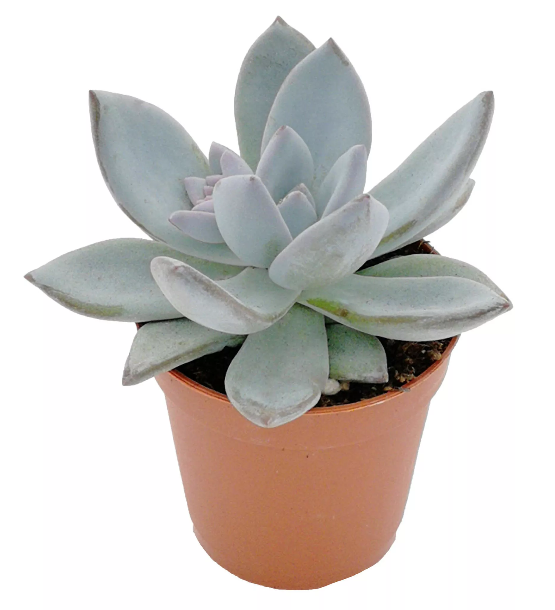 Эхеверия d5-5,5 h8 