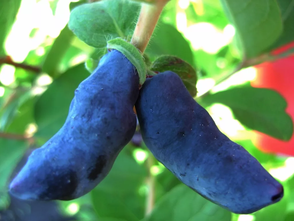 Жимолость съедобная Бакчарский Великан с2-3 Nik 