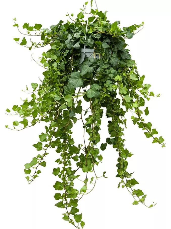 Плющ Хедера  микс d8 h10 