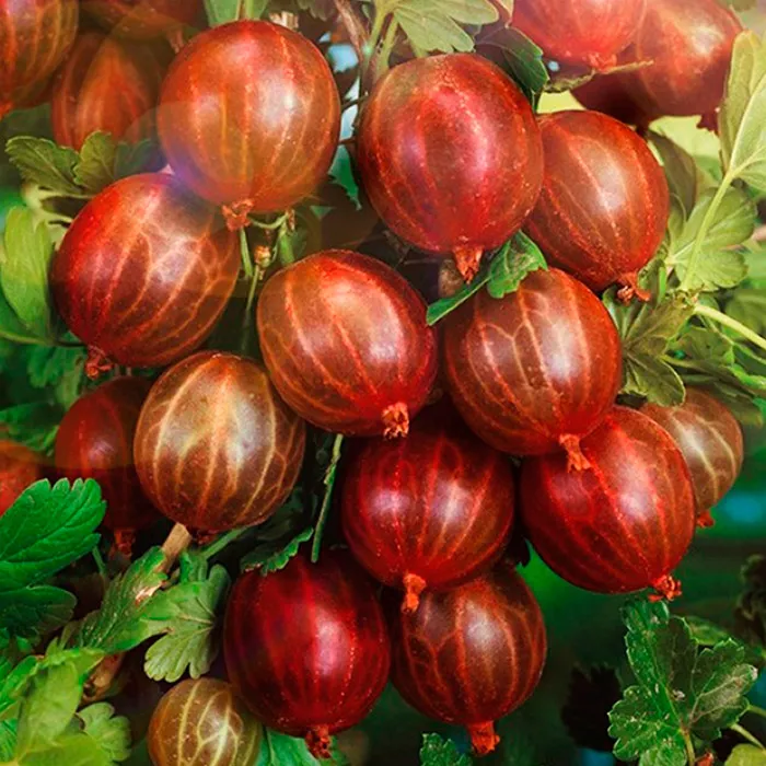 Крыжовник Куйбышевский, черный v5 