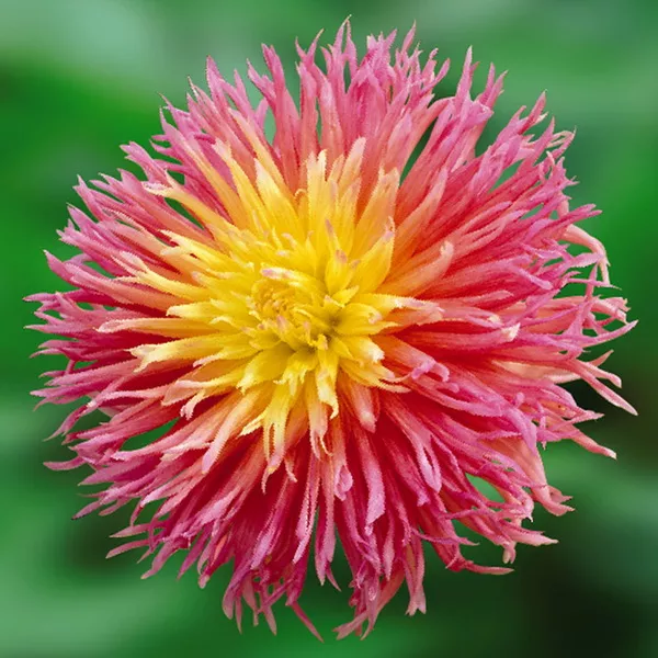 Клубень Георгина Фриндженд Стар, 1шт/уп 