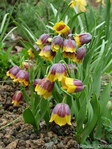 Луковица Рябчик Михайловского 5/6, 10 шт/уп 