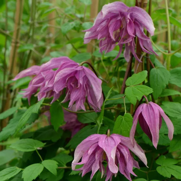 Клематис Пинк дрим, с2 CL 