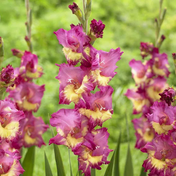 Луковица Гладиолус Фар Вест, 5шт/уп 