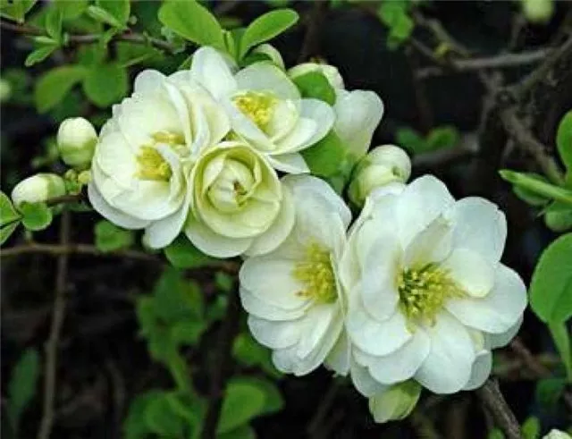 Айва японская Юкиготен v7,5 20-30 YP 