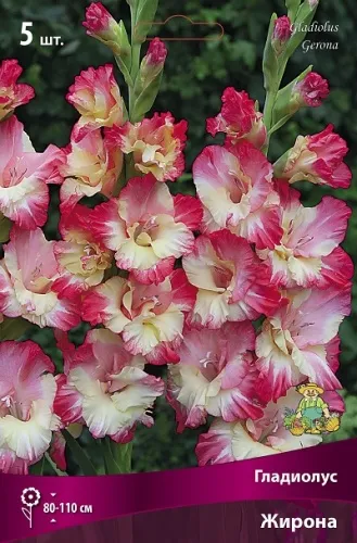 Клубень Гладиолус крупноцветковый Жирона 10/12  5шт Поиск 