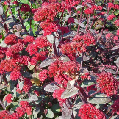 ОсновноеИзображение