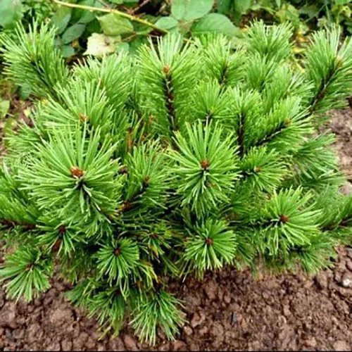 Растение сосна горная Манпитз 60/70, C35 Ks 
