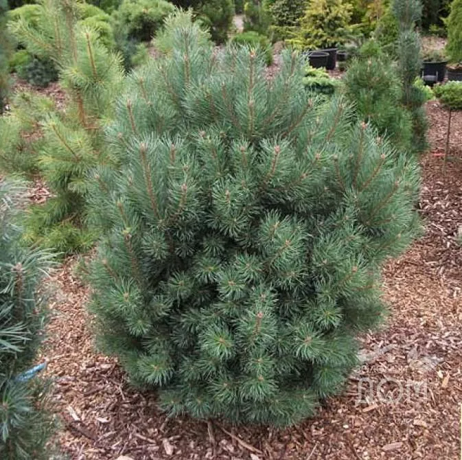 Сосна обыкновенная Чантри Блю v10 40-50 см 