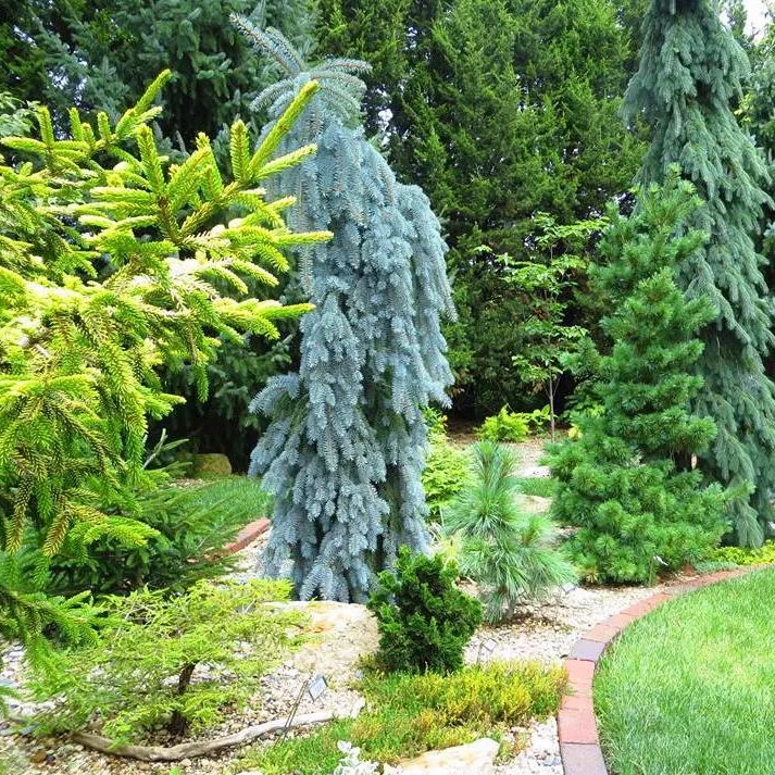 Ель колючая Зе Блюз v12 50/60 