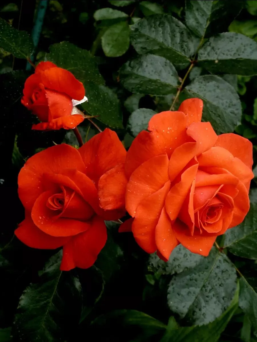 Роза Салита в коробке АФ 