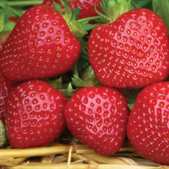 Земляника садовая ремонтантная Джив v1-3 Tim 