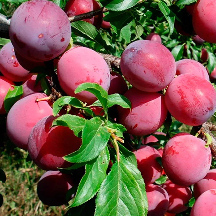 Слива Аленушка v 5-10 