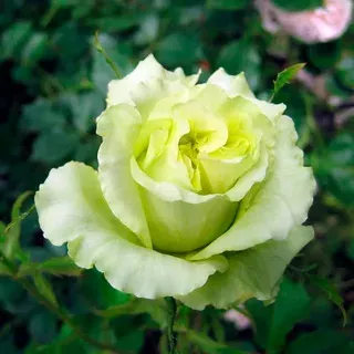 Роза чайно гибридная Грин Ти  в коробке Биосфера 