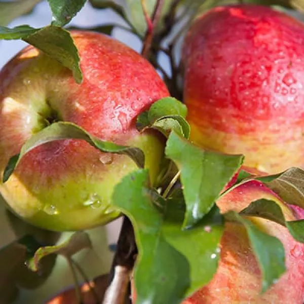 Яблоня Мелба v7,5 125-150 