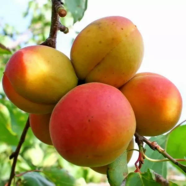 Абрикос Фаворит v5-10 Tim 