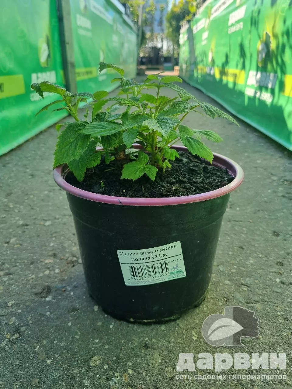 Малина ремонтантная Полана v3 Lav 