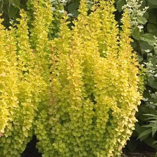 Барбарис тунберга Повов Р19/30-35 Tw 