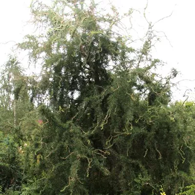 Растение лиственница кемпфера Хорстман рекурве 80/100, C12 Ks 