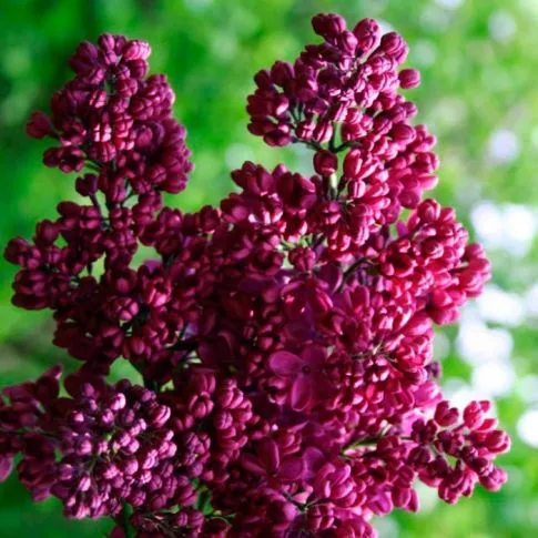 Сирень обыкновенная Знамя Ленина c5 UL 