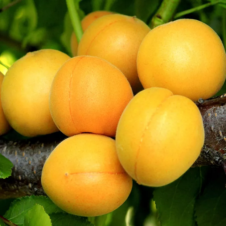 Абрикос Царский v7,5 h120-140 ЦО 