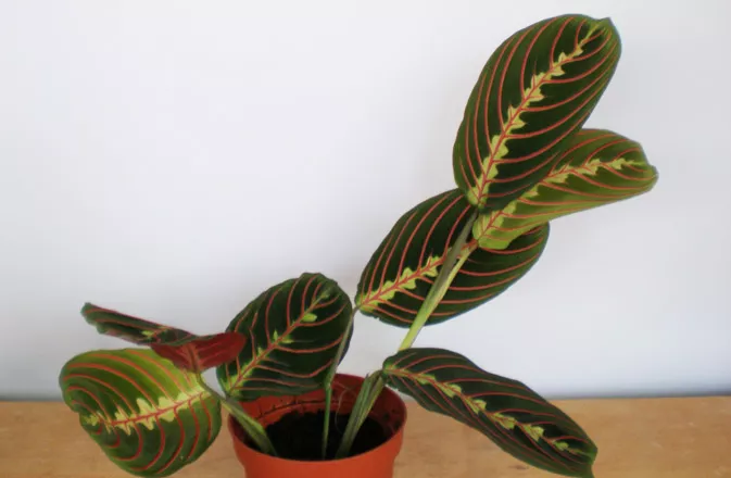 Маранта Триколор d12 h20 