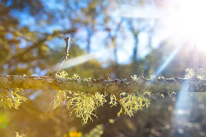 Как и зачем защищать сад от солнечных ожогов в феврале
