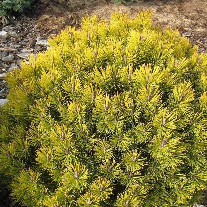 Растение сосна горная Опфир с3 BL 