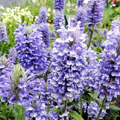 Котовник Блю Мун d12 Tim 