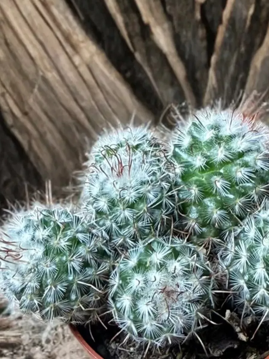 Маммилярия Бомбицина d8 h12 