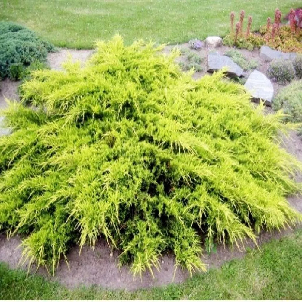 Можжевельник средний Пфитсериана Аурея БОНСАЙ C20 Tw 2017 