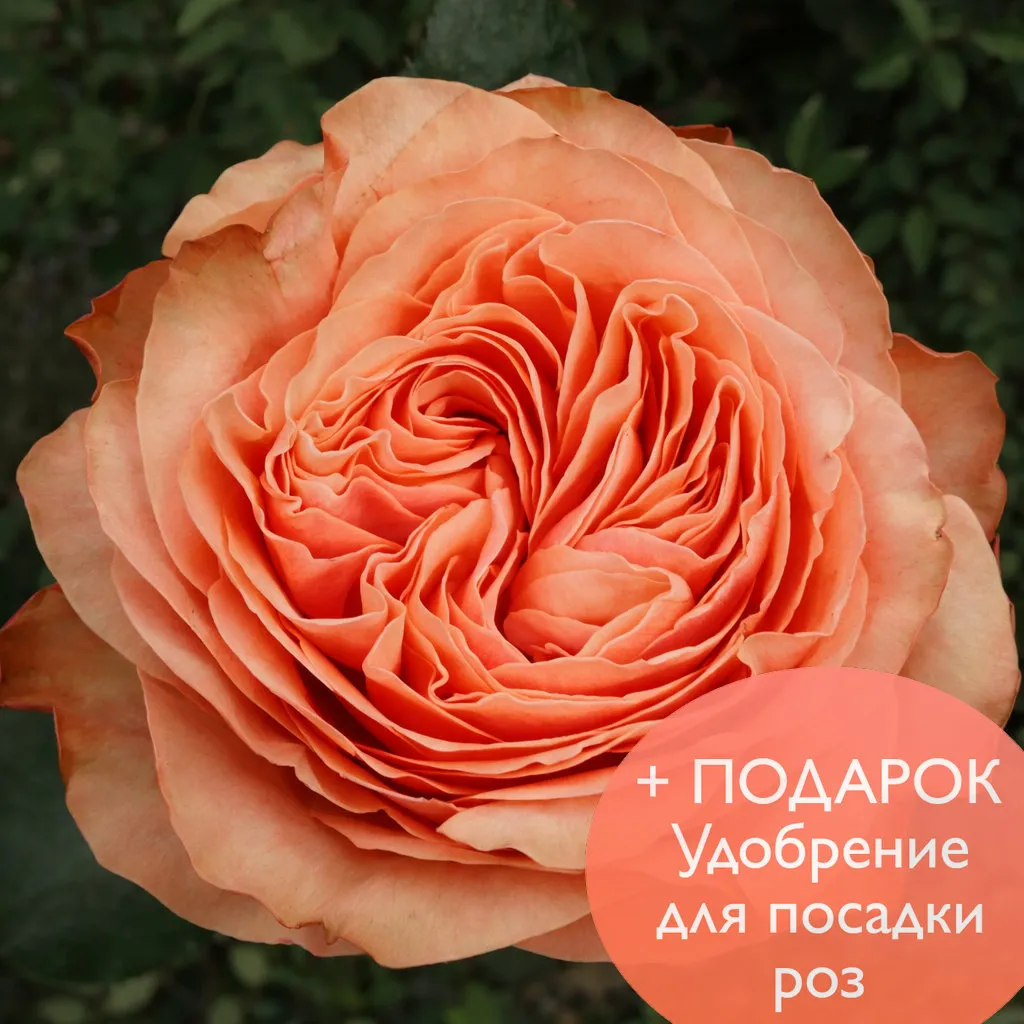 Роза чайно гибридная Кахала в коробке Биосфера 