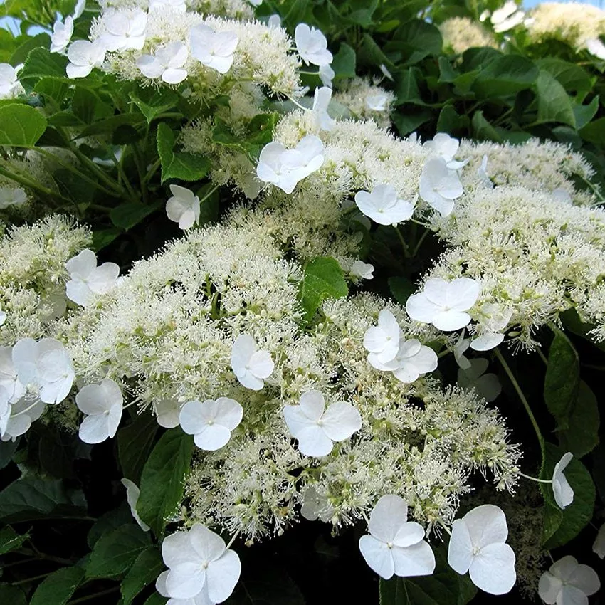 Гортензия черешковая плетистая v2 Lav 