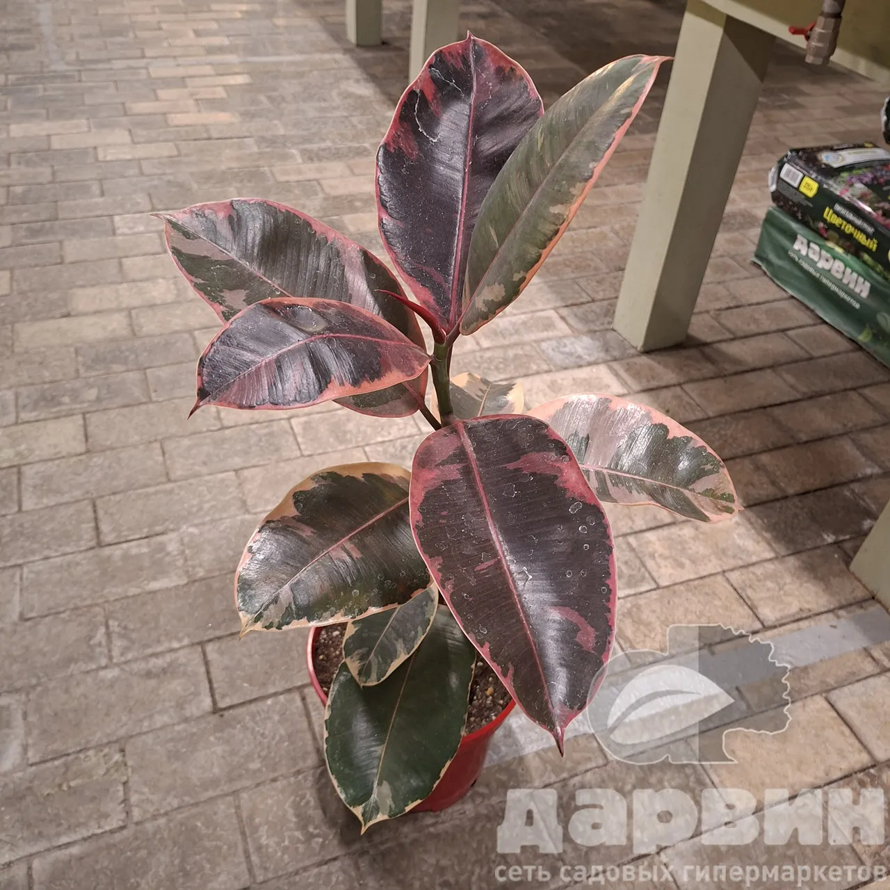 Фикус эластика Белиз d15 h40 Tim 