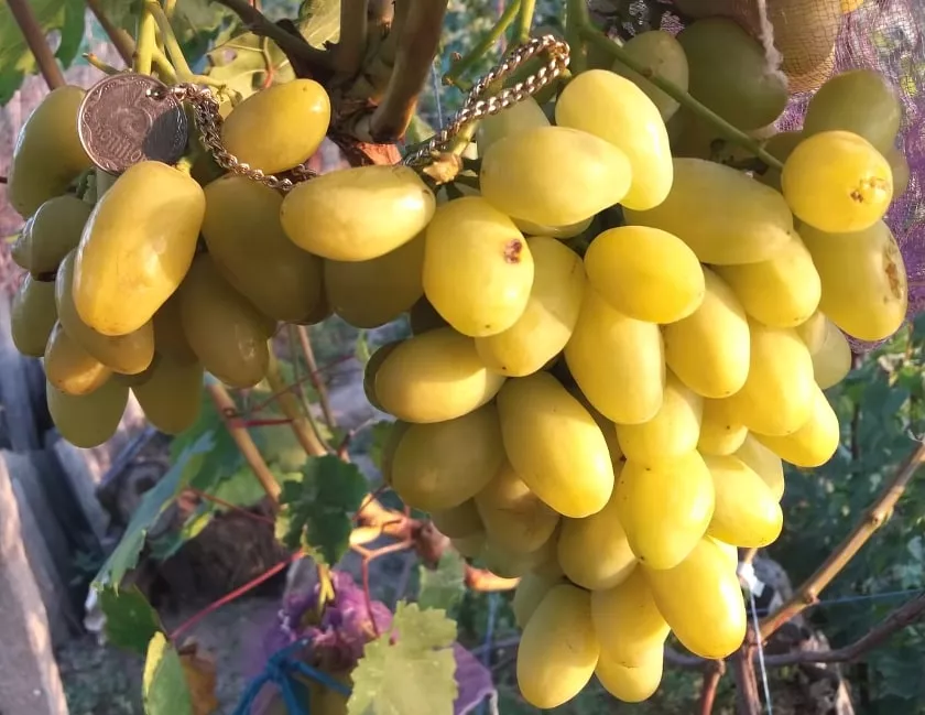 Виноград плодовый Бананаса белый в коробке Tim 