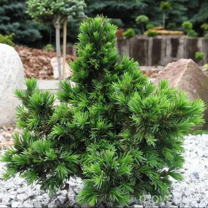 Растение ель сербская Водан с5/30-40 Lt 