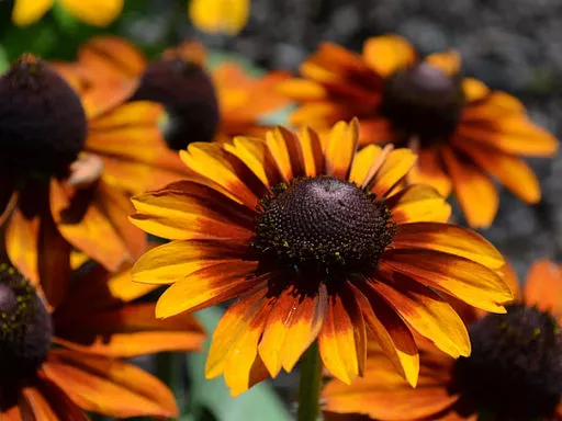 Рудбекия Тото Рустик d12 ХР 