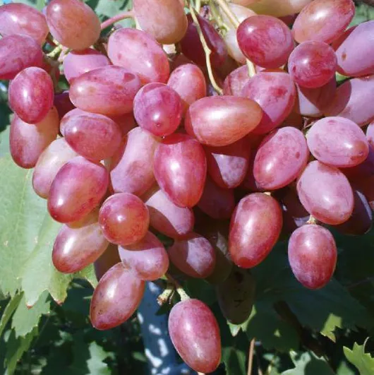 Виноград Юбилей Новочеркасска роз. в коробке Tim 
