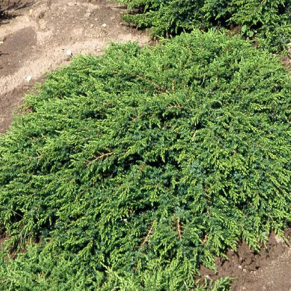 Можжевельник обыкновенный Грин карпет v12 40-50 на опоре 