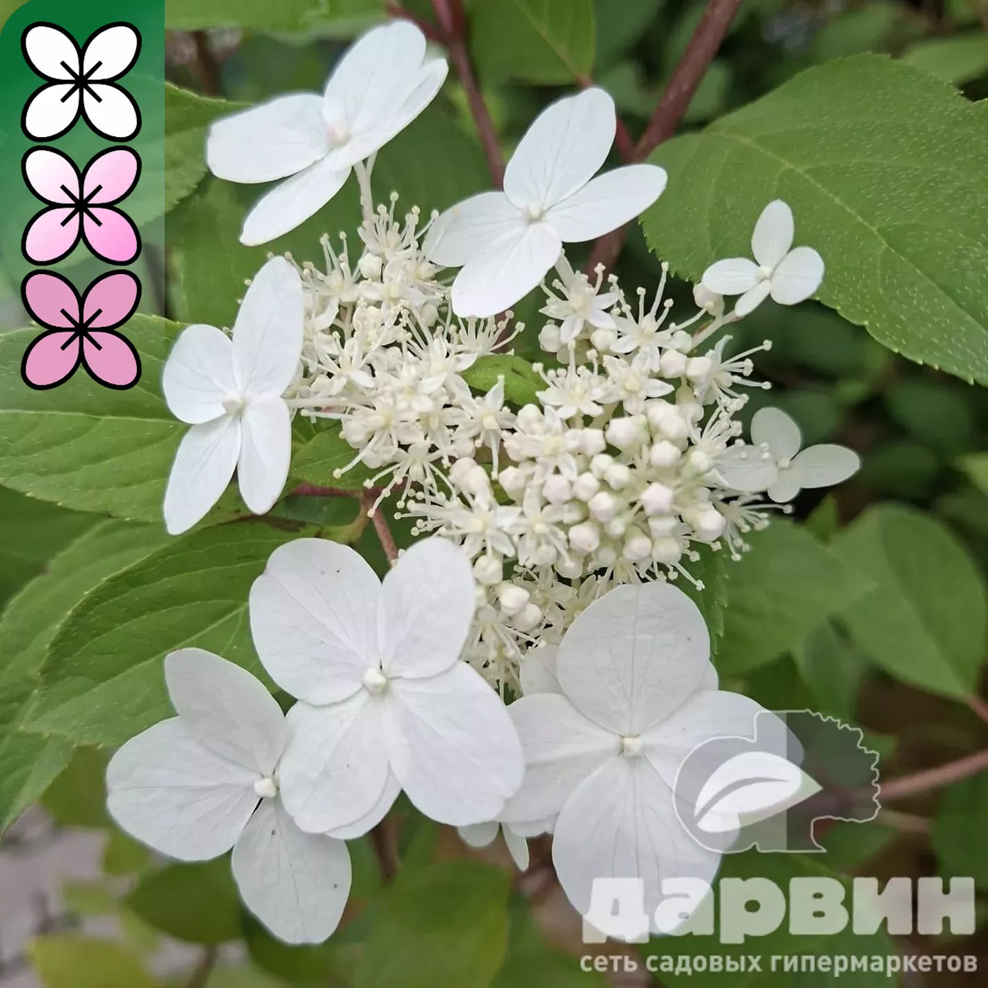 Гортензия метельчатая Киушу C5 FD 