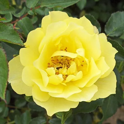 Роза почвопокровная Йеллоу Марин желтый в коробке ЦО 