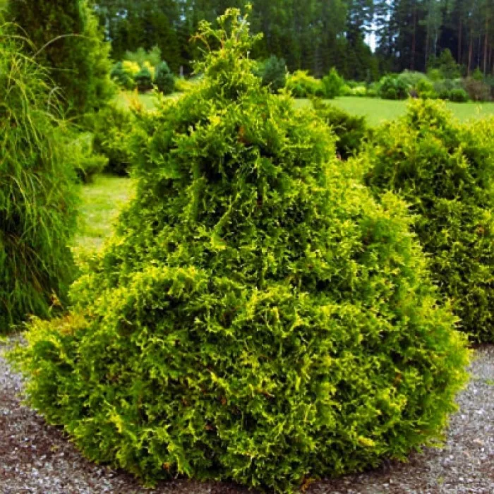 Туя западная Столвик 60-80 Bor 