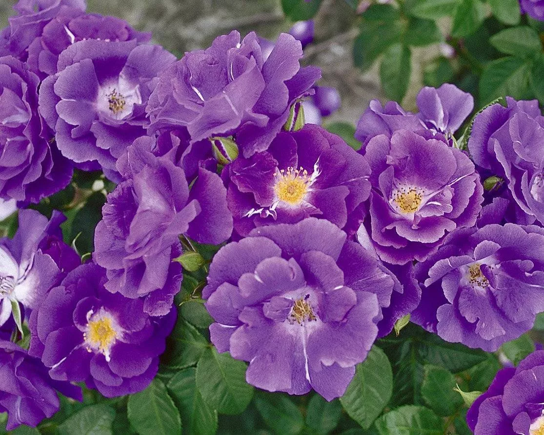 Роза парковая Рапсоди ин Блу v5 Lav 