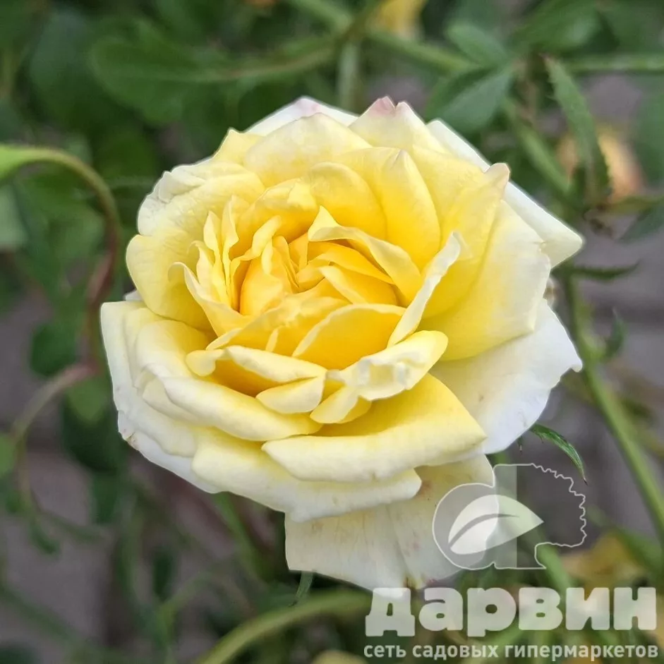 Роза полиантовая Еллоу Фейри C7 YP 