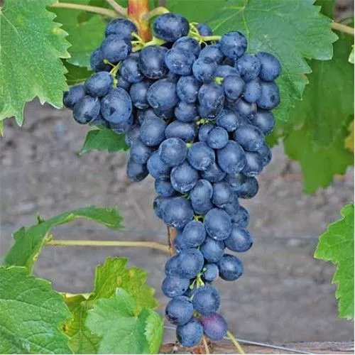 Виноград плодовый Аттика, фиолетовый v5 Tim 