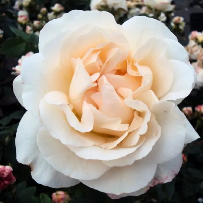 Роза флорибунда Космос v5 Dem 