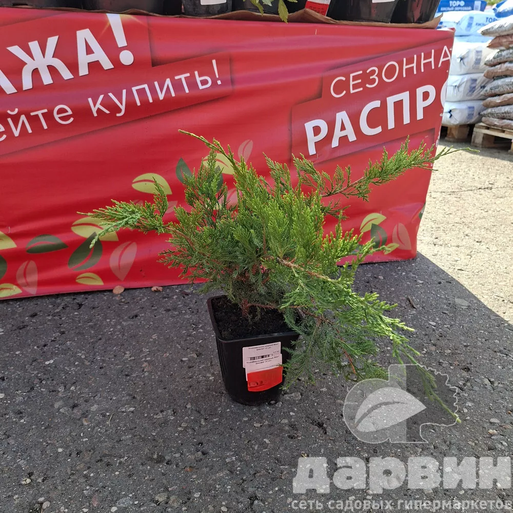 Можжевельник средний Минт Джулеп v2 Lav 