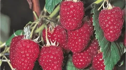 Малина ремонтантная Херитейдж v3 Lav 